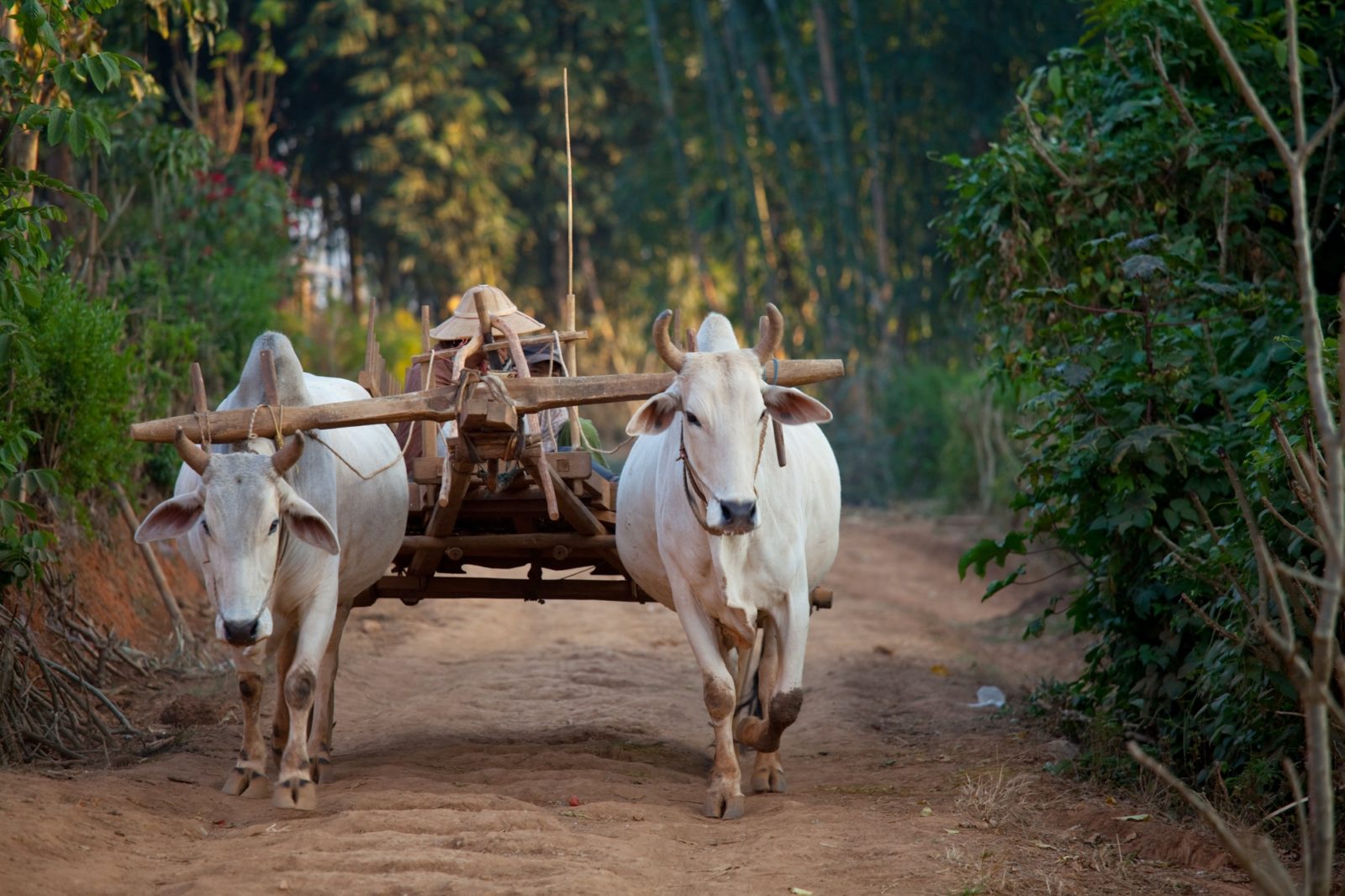 Rural India