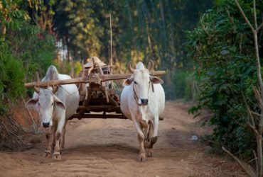 Rural India